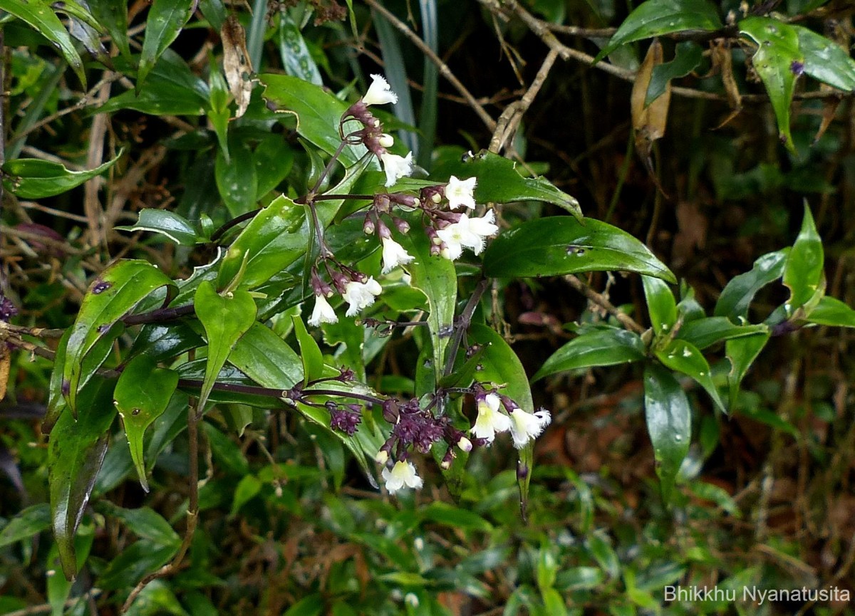 Hedyotis rhinophylla Thwaites ex Trimen